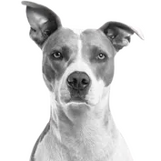 Site Avatar